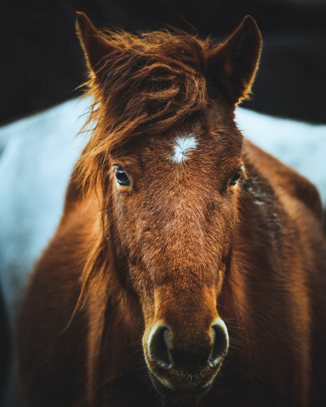 horse picture realistic face closeup