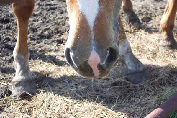 horse pink nose