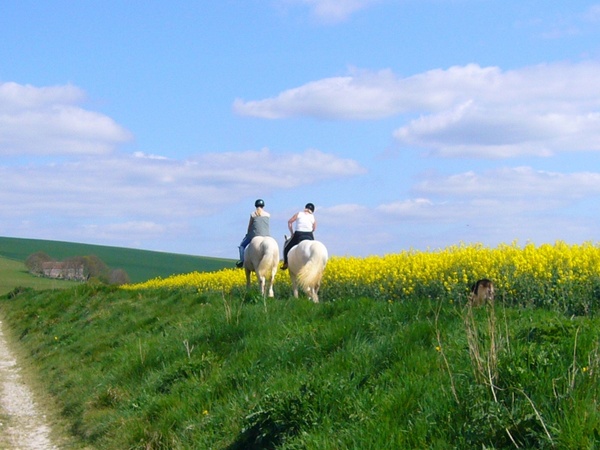 horse riding horses countryside 