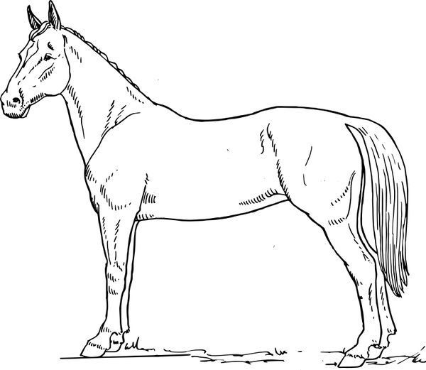 Horse scheme