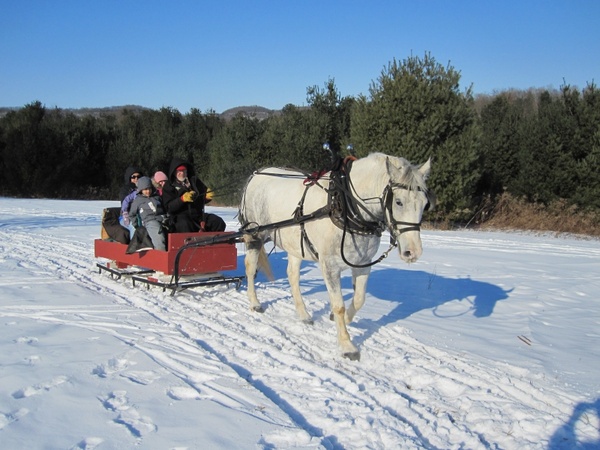 horse sleigh sleigh ride
