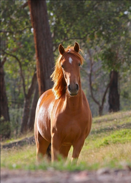 horse stella animal
