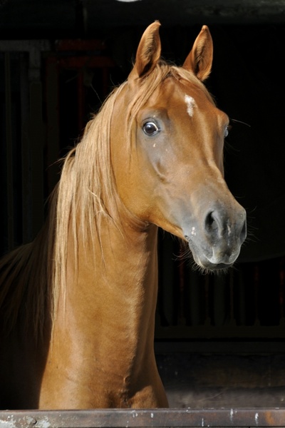 horse thoroughbred arabian animal