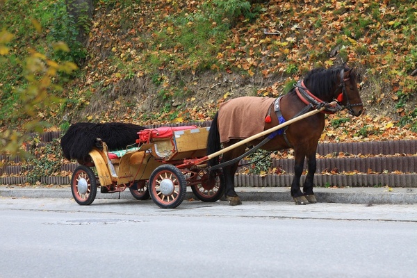 horse transportation autumn