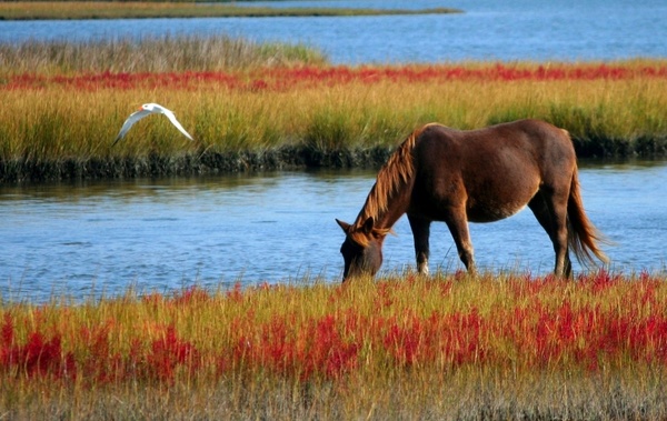 horse wild horse marsh pony