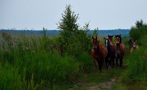 horses 