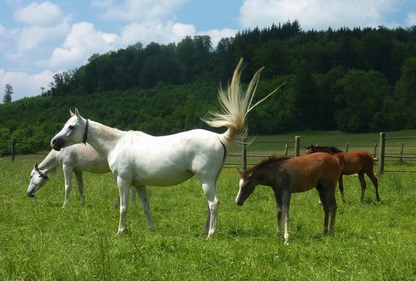 horses animals equine