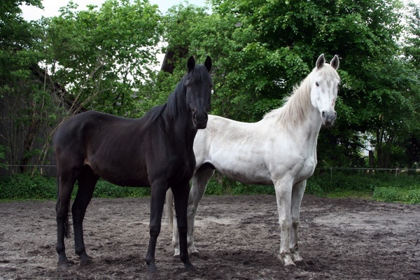 horses black white