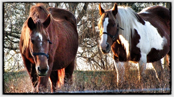 horses country farm