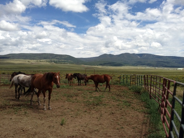 horses countryside farm