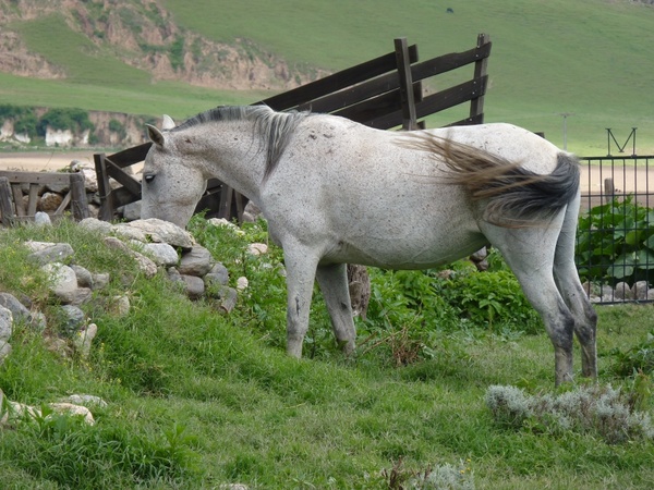 horses field animal 