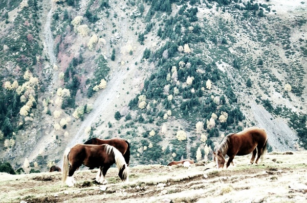 horses girona landscape