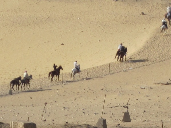 horses in giza desert