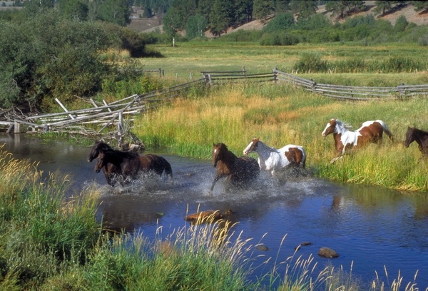 horses running ranch