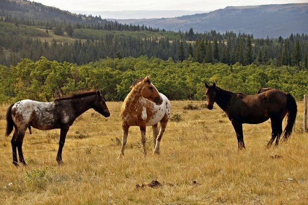 horses wildlife animals