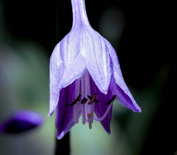 hosta flower purple blossom perennial 
