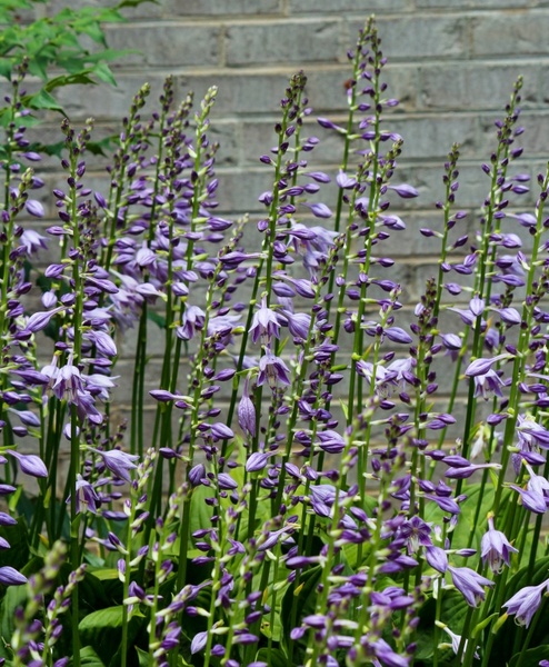 hosta flowers purple blossoms flower spikes