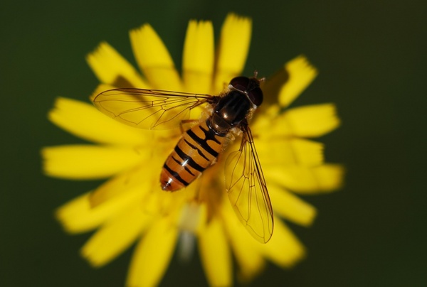 hover fly insect close 