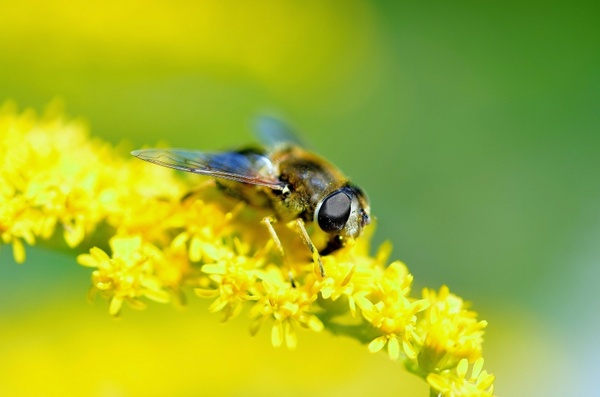 hover fly insect close