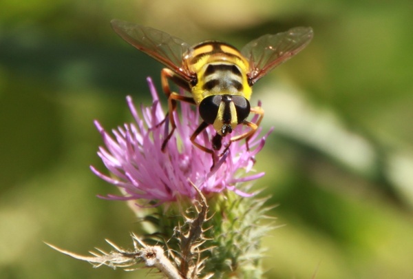 hoverfly flower fly bee