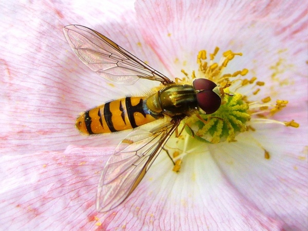hoverfly insect on flower summer