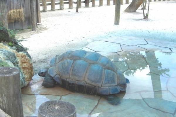 huge live turtle
