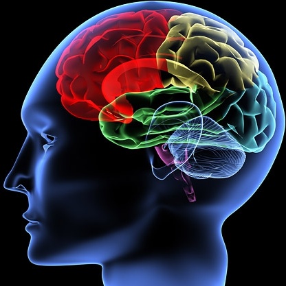 human brain picture