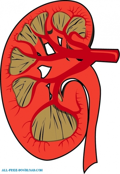 Human Kidney disected