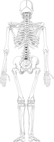 Human Skeleton Back No Text No Color clip art