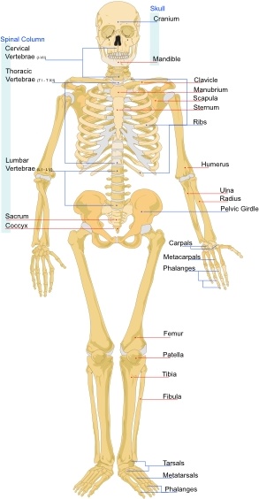Human Skeleton Front En clip art
