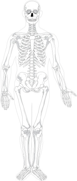 Human Skeleton Front No Text No Color clip art