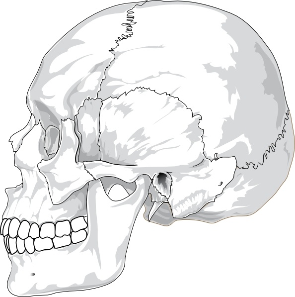 Human Skull Side View clip art 