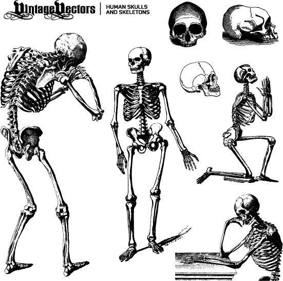 Human Skulls and Skeletons