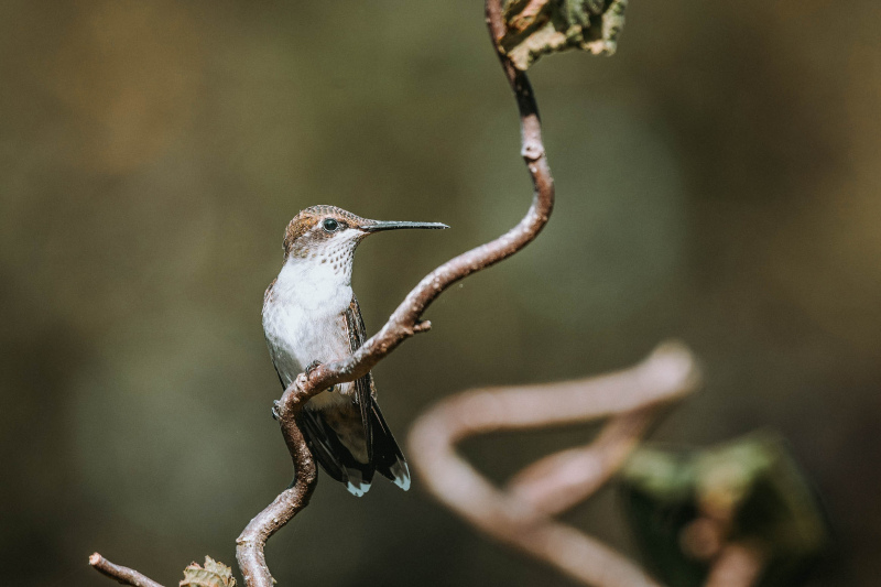 hummingbird backdrop elegant blurred