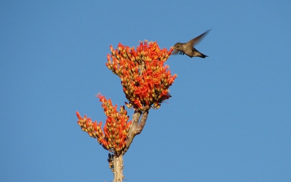 hummingbird bird flower
