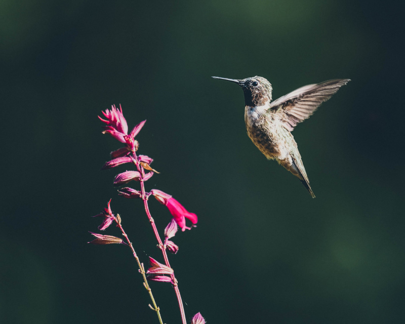 hummingbird dynamic closeup