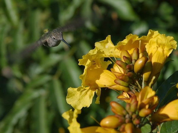 hummingbird flower nectar nectar 