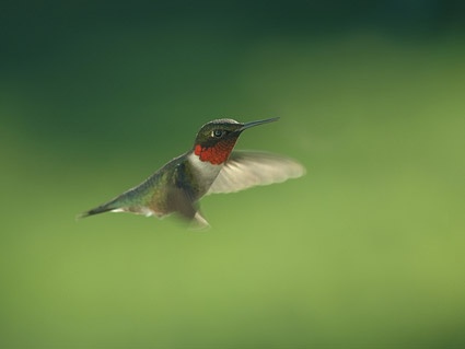 hummingbird picture 