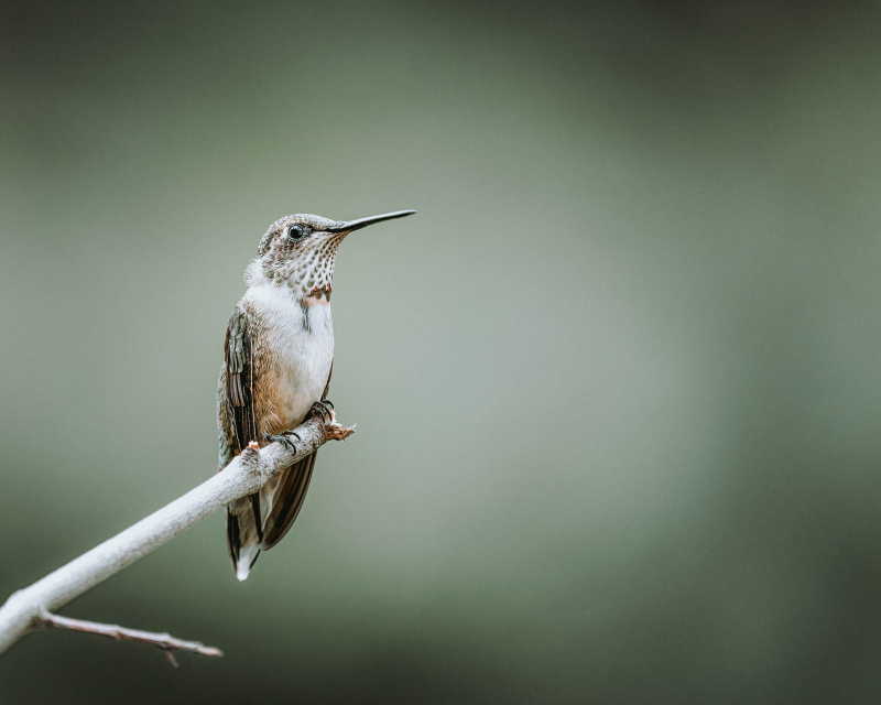hummingbird picture closeup calm scene 