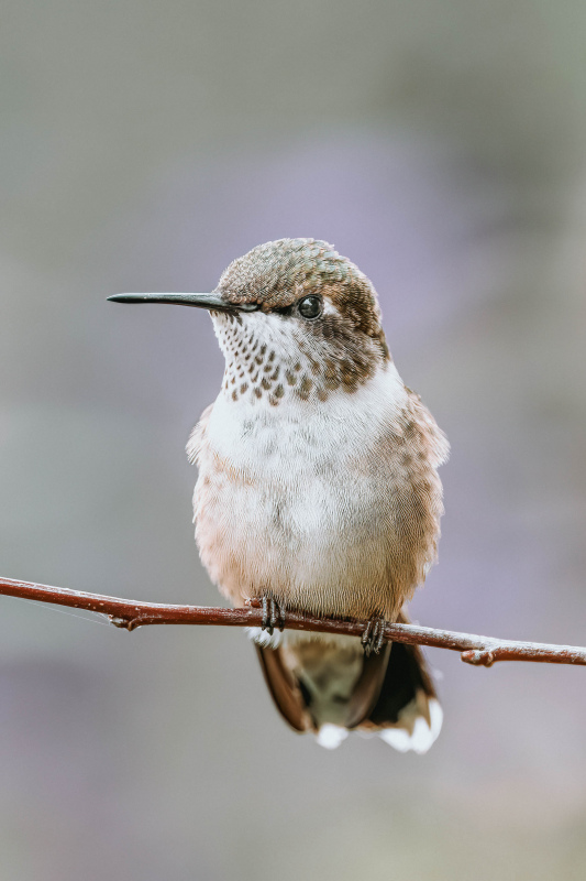 hummingbird picture closeup cute perching bird 