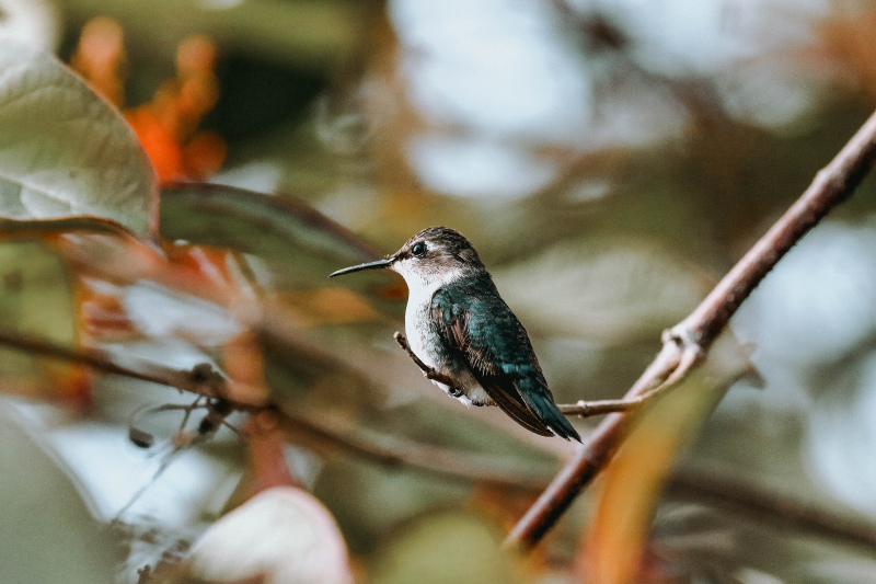 hummingbird picture closeup elegance 