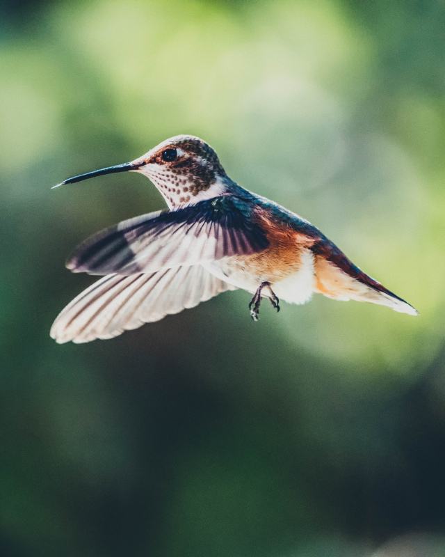 hummingbird picture closeup flying bird 
