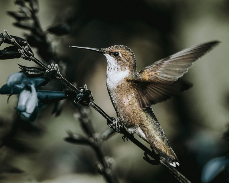 hummingbird picture contrast closeup 