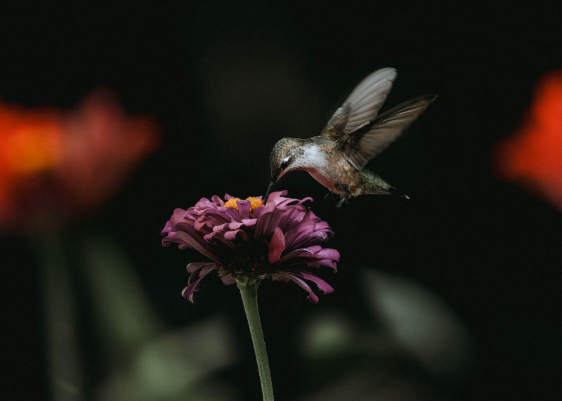 hummingbird picture dark dynamic closeup 