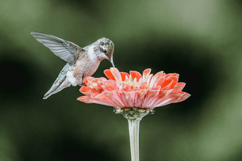 hummingbird picture dynamic bird eating petal 