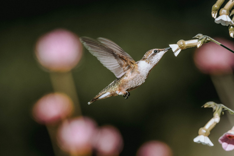 hummingbird picture dynamic blurred contrast