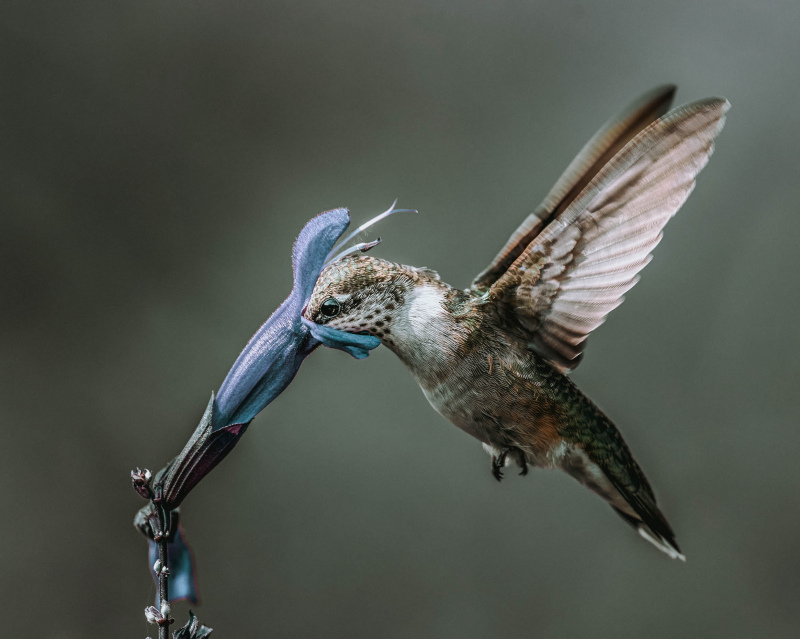 hummingbird picture dynamic closeup 