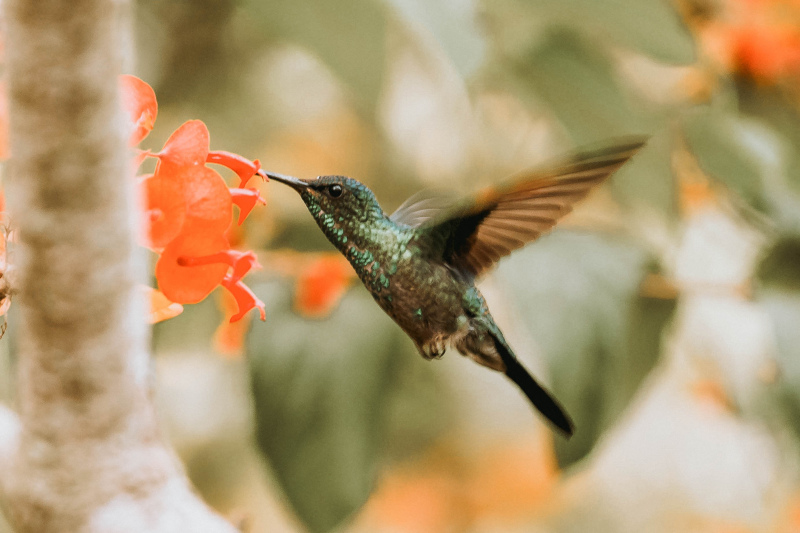 hummingbird picture dynamic flying bird flowers