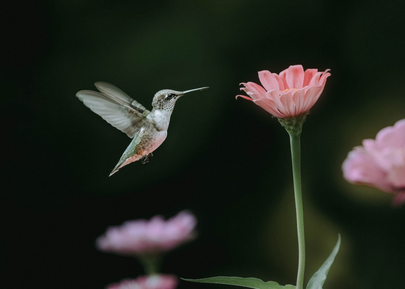 hummingbird picture dynamic flying bird petals