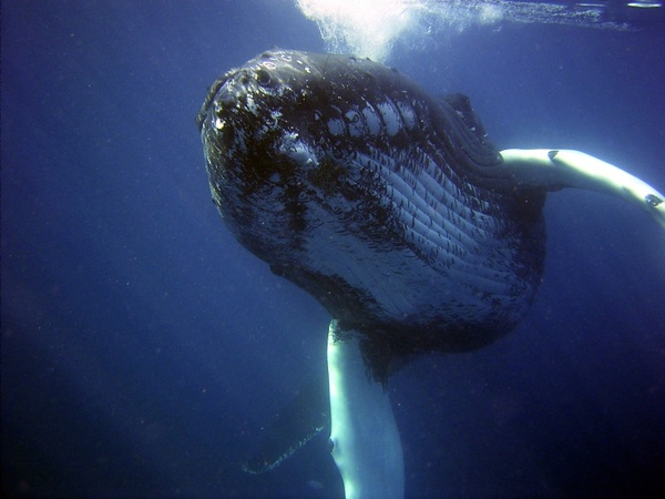 humpback whale sea